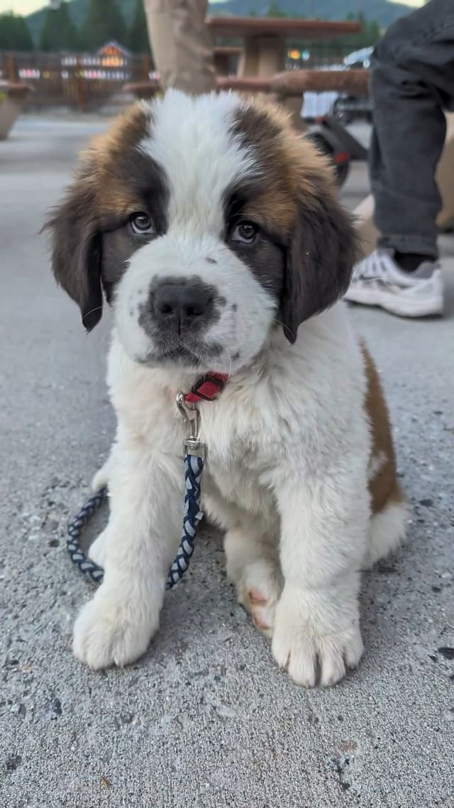 1 female Saint Bernard Puppy available as of July 2nd media 3