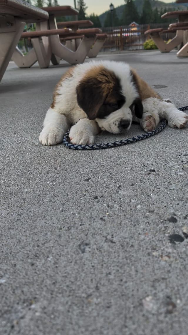 1 female Saint Bernard Puppy available as of July 2nd media 4