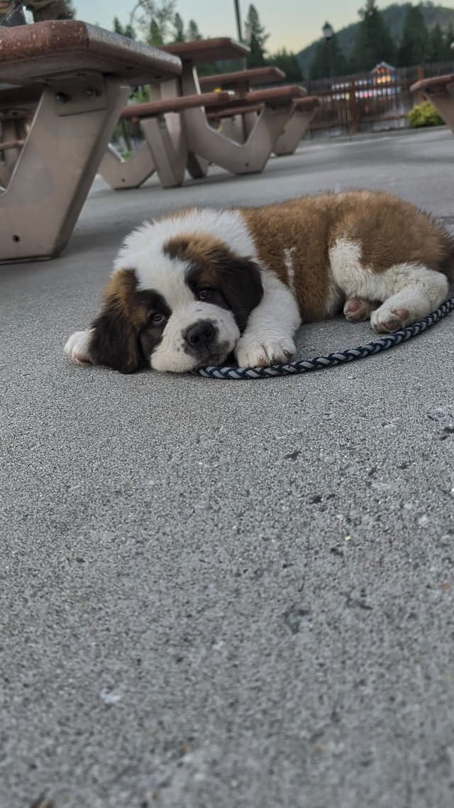 1 female Saint Bernard Puppy available as of July 2nd media 5