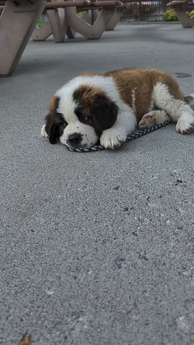 1 female Saint Bernard Puppy available as of July 2nd media 6