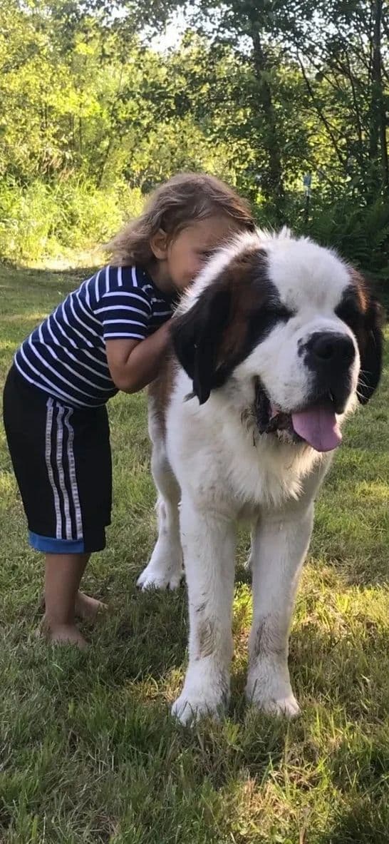 1 female Saint Bernard Puppy available as of July 2nd media 9