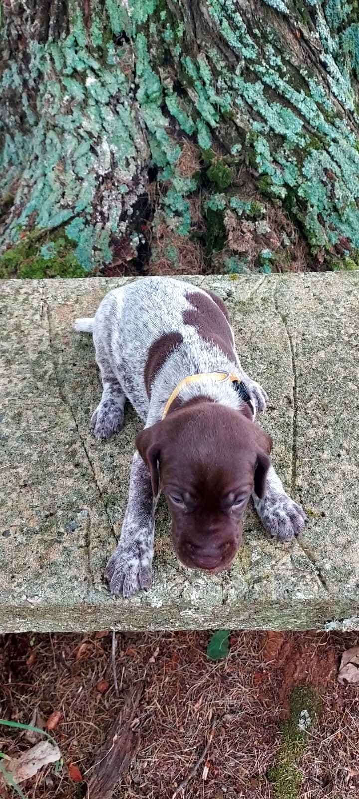 German Shorthaired Pointer Puppies breeder image 3