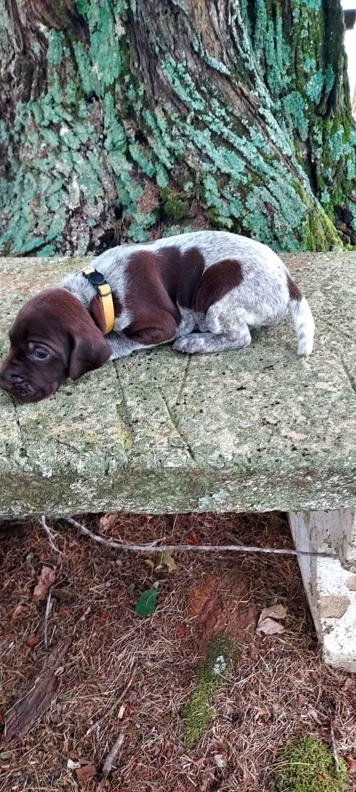 German Shorthaired Pointer Puppies breeder image 2