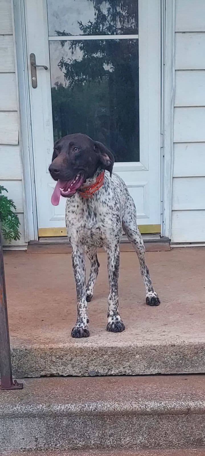 German Shorthaired Pointer Puppies breeder image 5