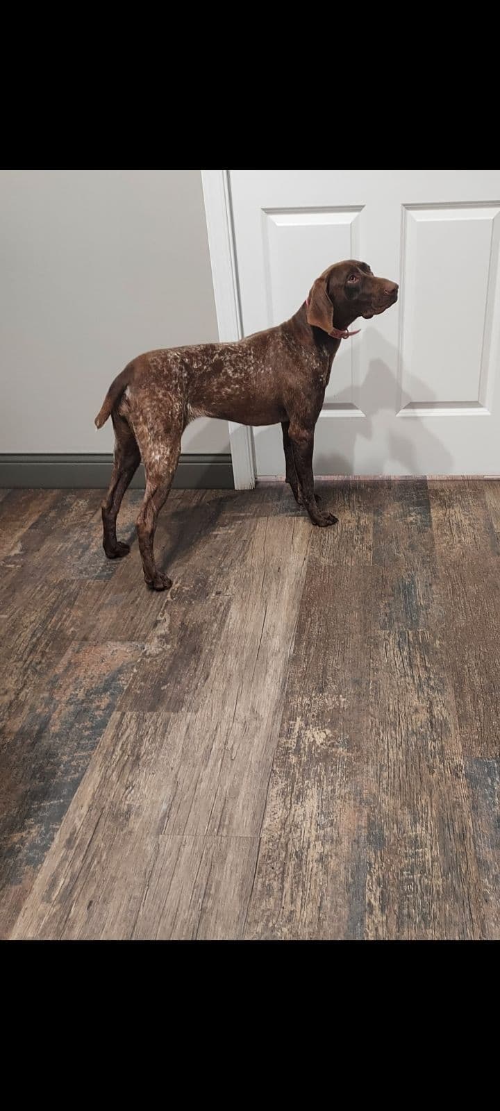 German Shorthaired Pointer Puppies breeder image 6