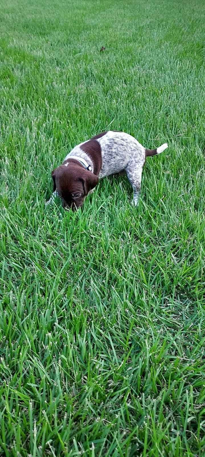German Shorthaired Pointer Puppies breeder image 7