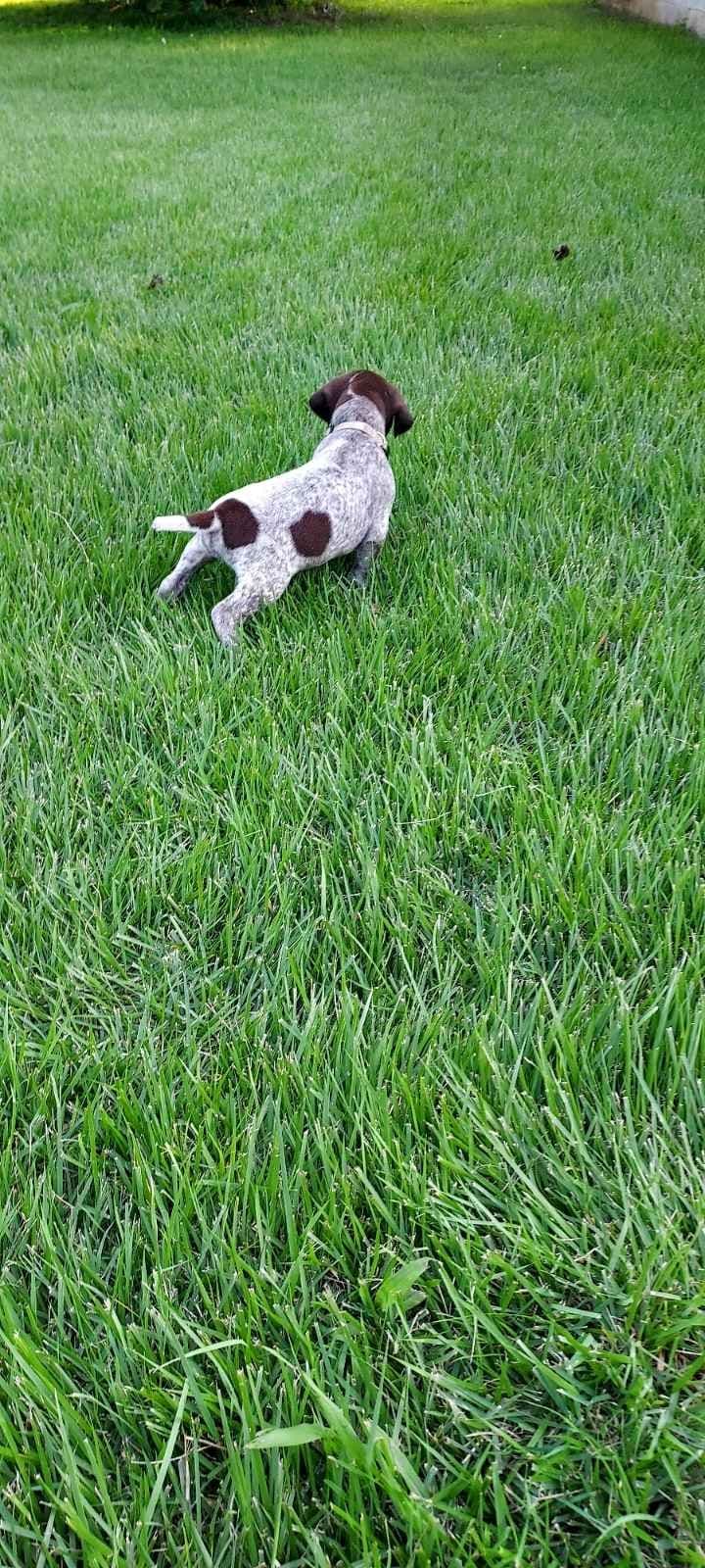 German Shorthaired Pointer Puppies breeder image 8