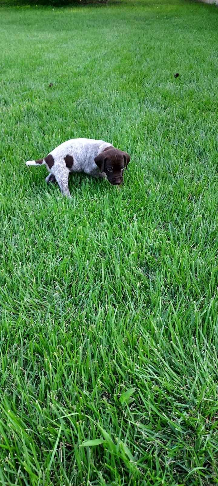 German Shorthaired Pointer Puppies breeder image 13
