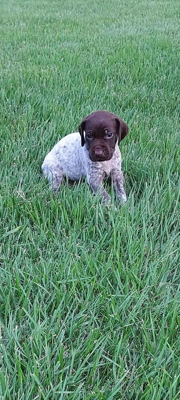 German Shorthaired Pointer Puppies breeder image 11