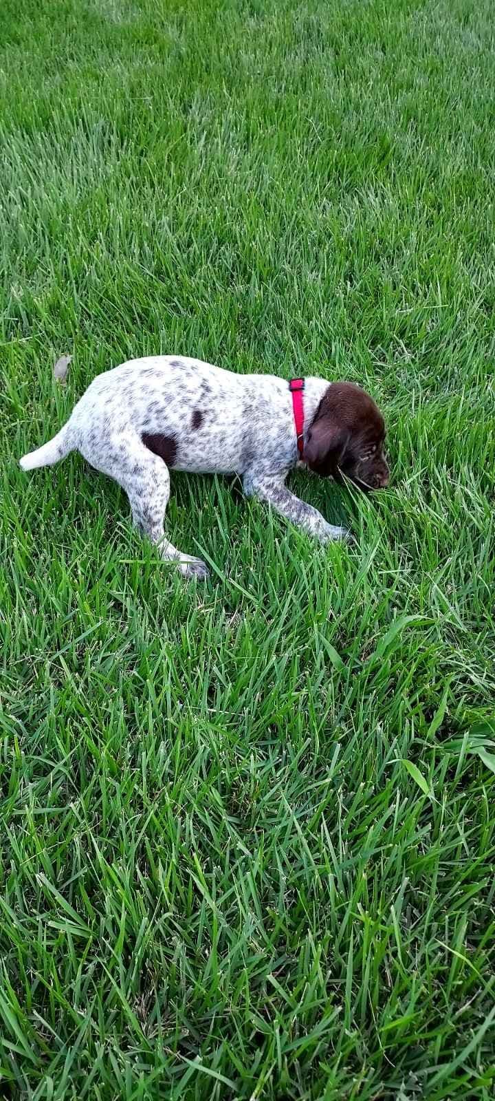 German Shorthaired Pointer Puppies breeder image 9