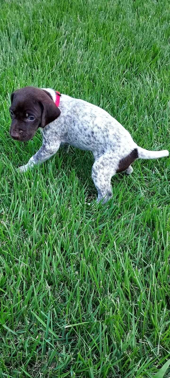 German Shorthaired Pointer Puppies breeder image 15