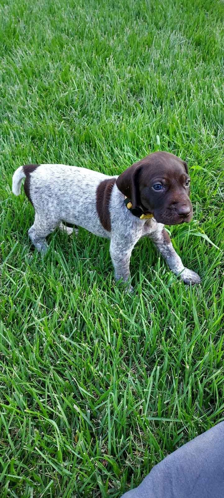 German Shorthaired Pointer Puppies breeder image 12