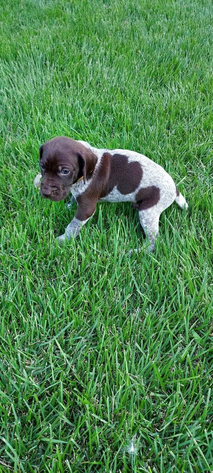 German Shorthaired Pointer Puppies breeder image 14