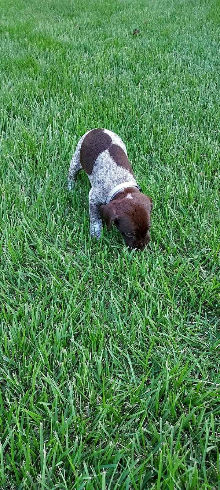 German Shorthaired Pointer Puppies breeder image 16