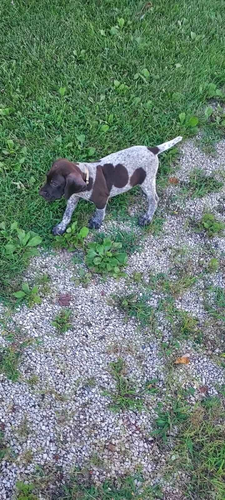 German Shorthaired Pointer Puppies breeder image 17