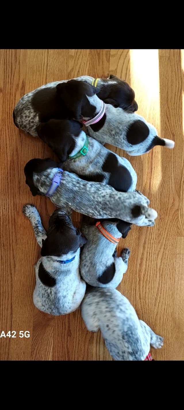 German Shorthaired Pointer Puppies media 2