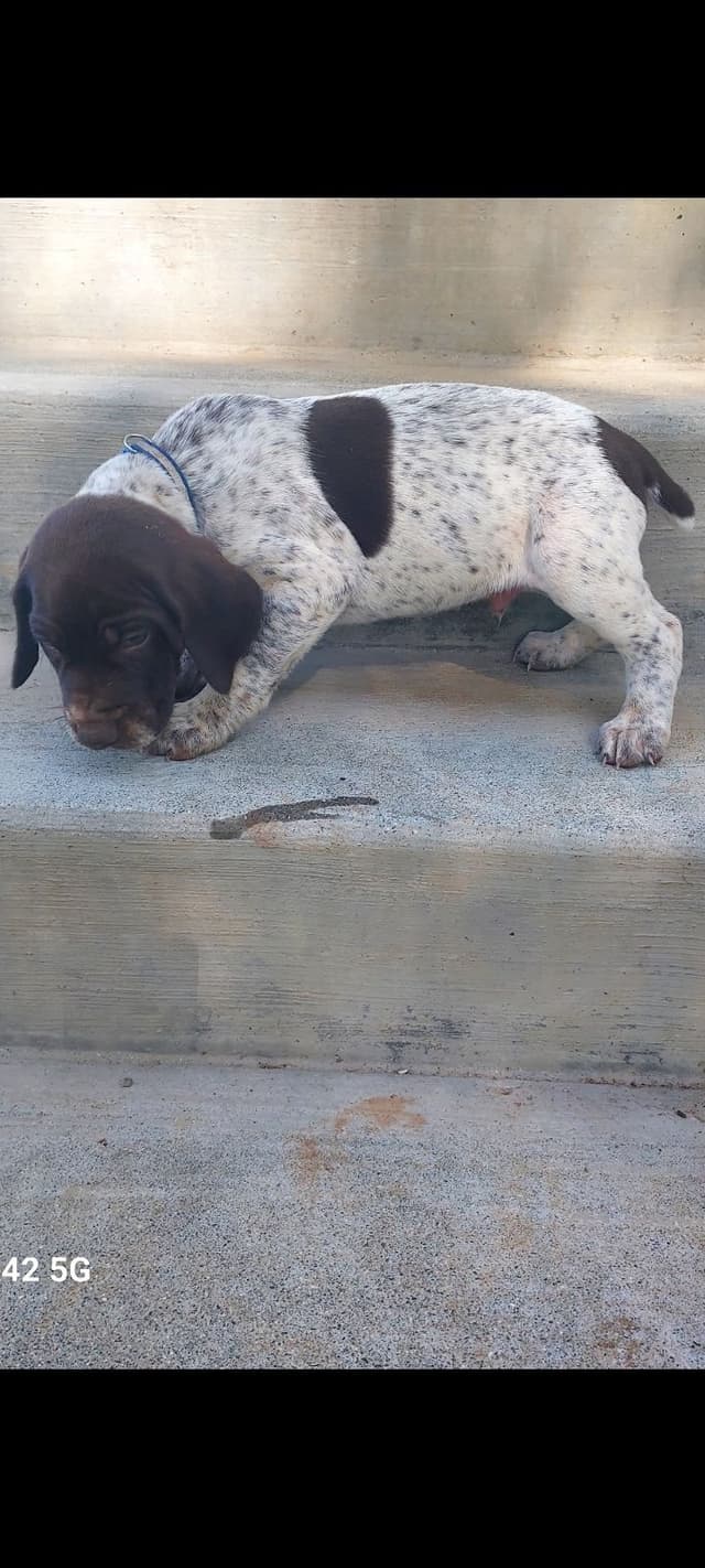 German Shorthaired Pointer Puppies media 3