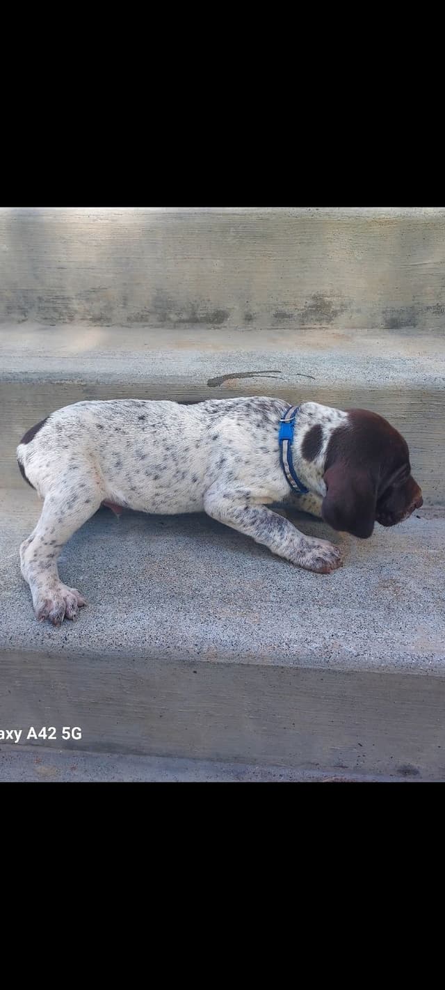 German Shorthaired Pointer Puppies media 4