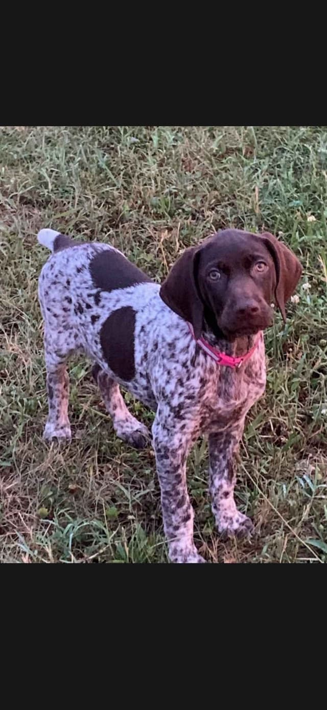 German Shorthaired Pointer Puppies media 5