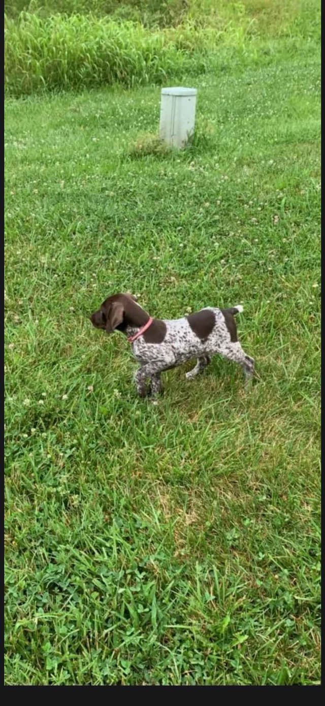 German Shorthaired Pointer Puppies media 6