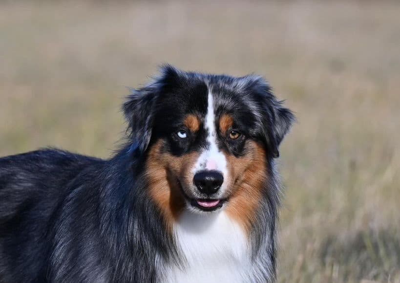 Miniature American Shepherd Puppies breeder image 1