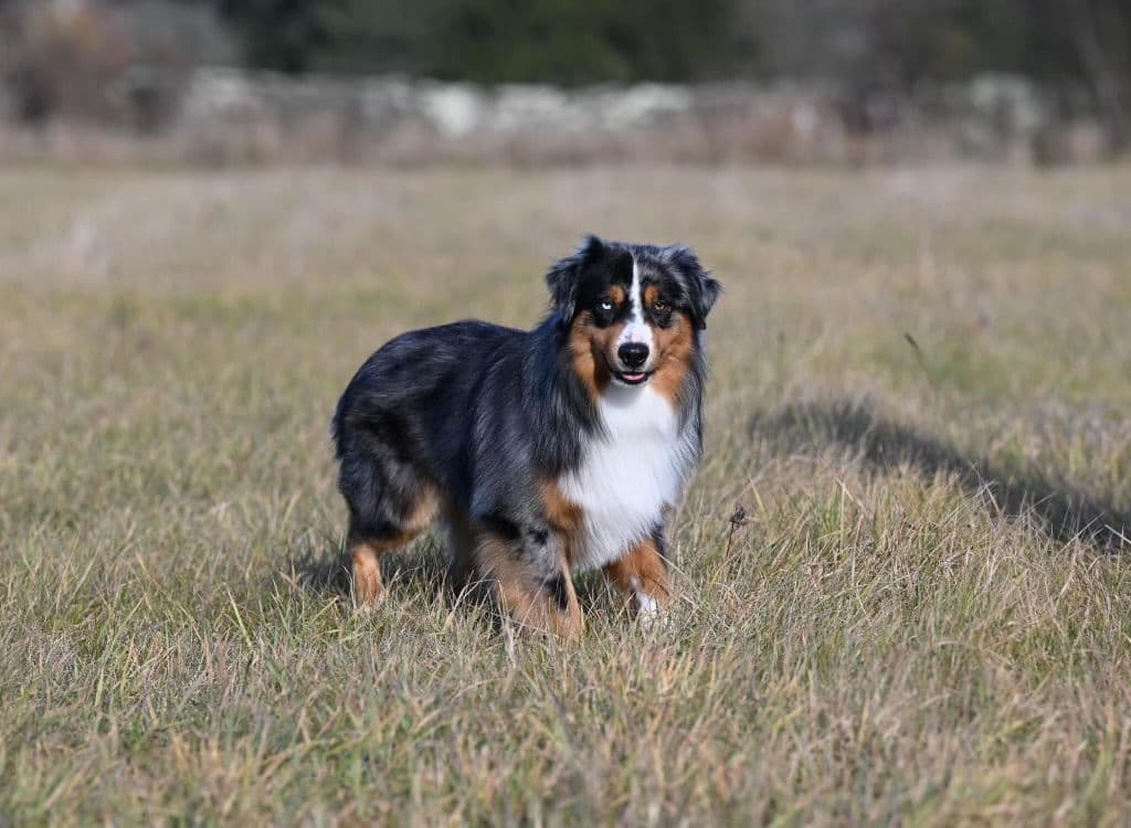 Miniature American Shepherd Puppies breeder image 3
