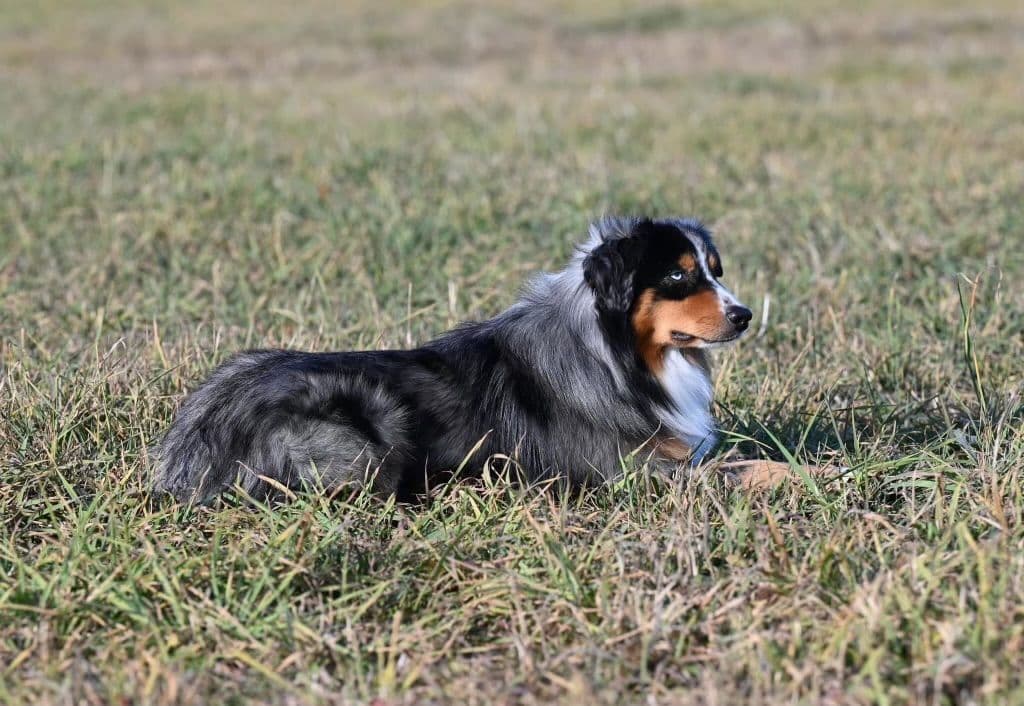 Miniature American Shepherd Puppies breeder image 4