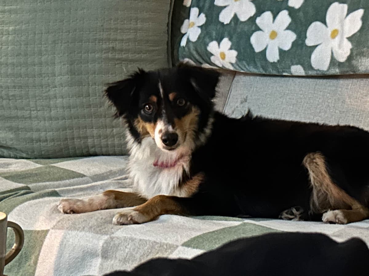 Miniature American Shepherd Puppies breeder image 2