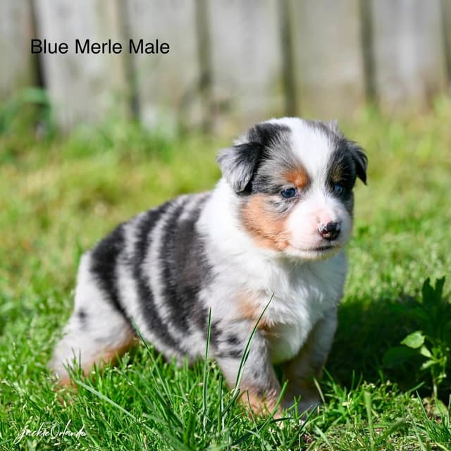 Miniature American Shepherd Puppies media 2