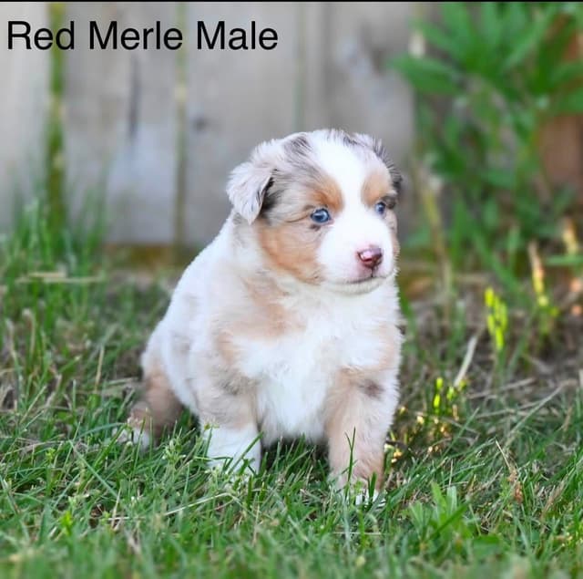 Miniature American Shepherd Puppies media 3