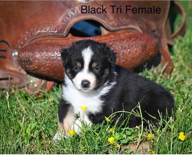 Miniature American Shepherd Puppies media 4