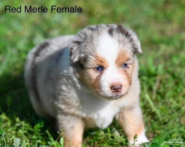 Miniature American Shepherd Puppies media 5