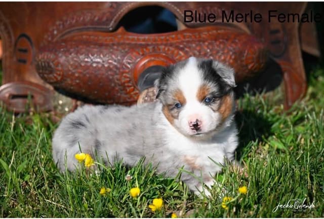 Miniature American Shepherd Puppies media 6