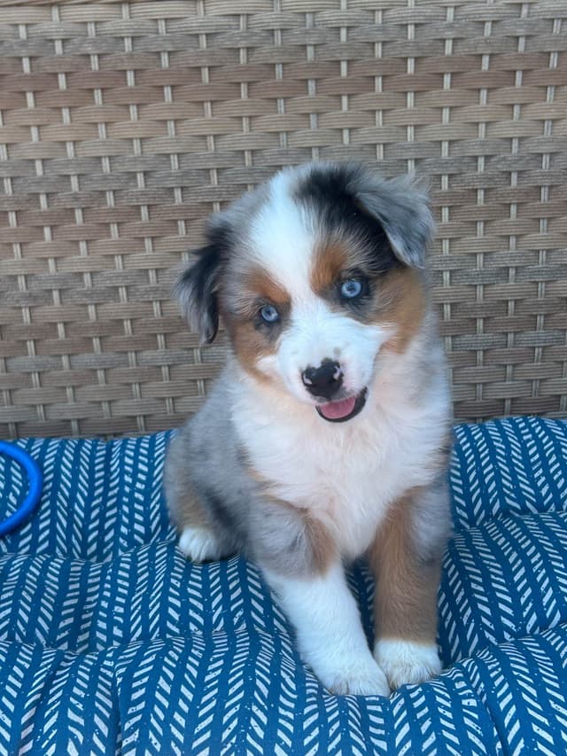 Miniature American Shepherd Puppies media 7