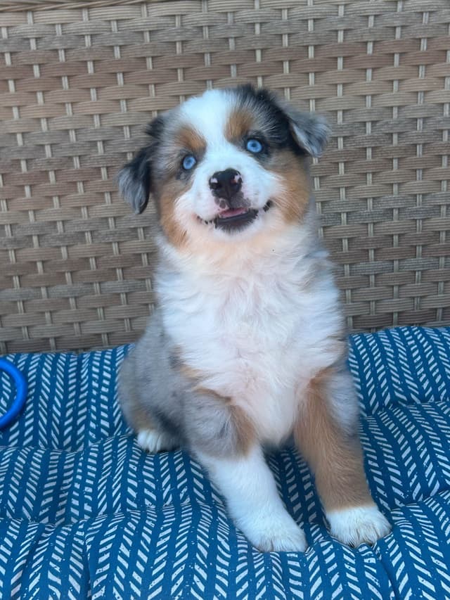Miniature American Shepherd Puppies media 8