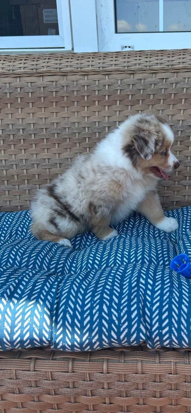 Miniature American Shepherd Puppies media 9