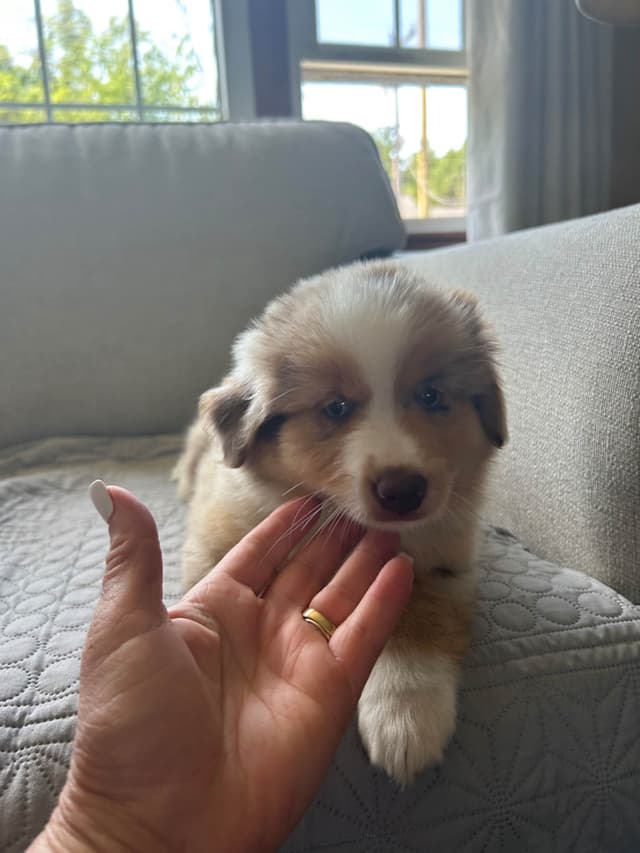 Miniature American Shepherd Puppies media 10