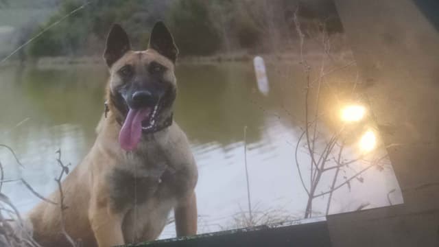 The Rebel Ranch - Belgian Malinois Puppies in N.E. MS media 18