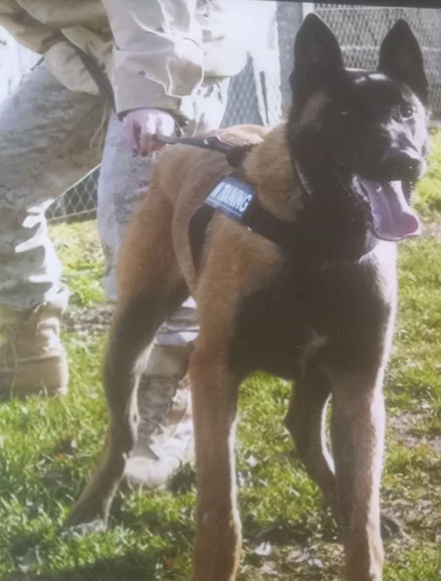 The Rebel Ranch - Belgian Malinois Puppies in N.E. MS media 17
