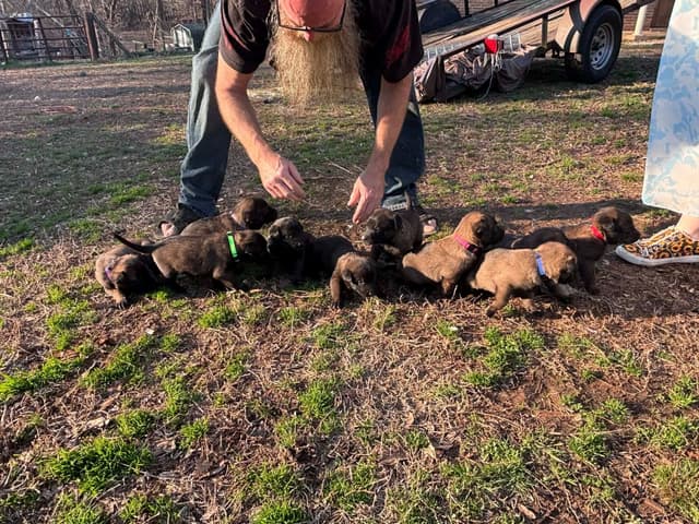 The Rebel Ranch - Belgian Malinois Puppies in N.E. MS media 12
