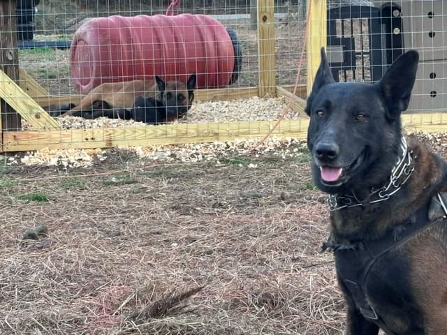 The Rebel Ranch - Belgian Malinois Puppies in N.E. MS media 3