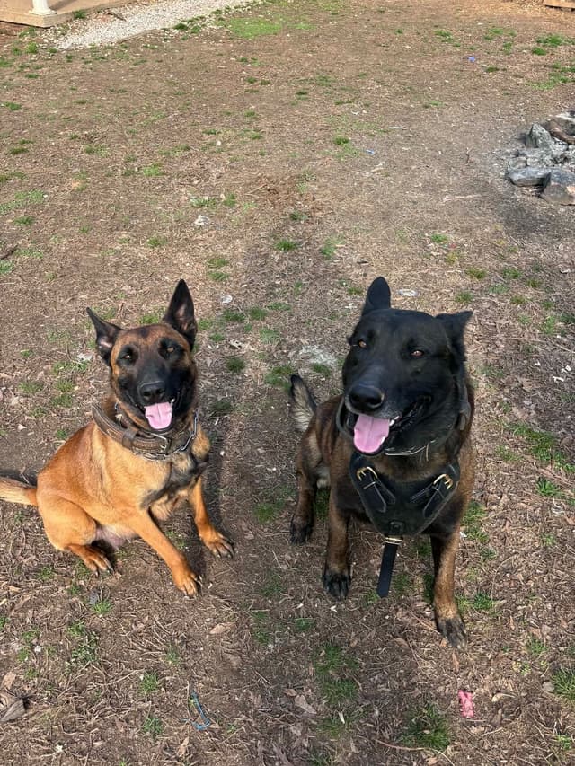 The Rebel Ranch - Belgian Malinois Puppies in N.E. MS media 19