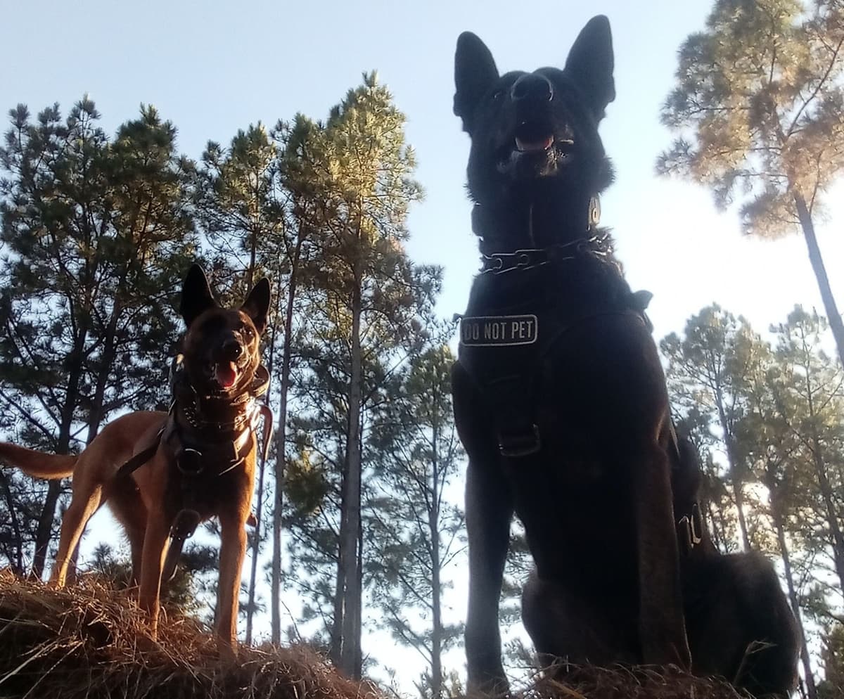 The Rebel Ranch - Belgian Malinois Puppies in N.E. MS breeder image 3