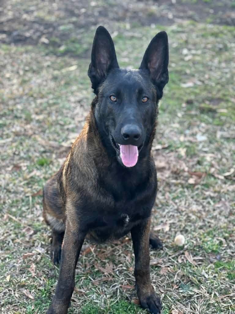 The Rebel Ranch - Belgian Malinois Puppies in N.E. MS breeder image 4