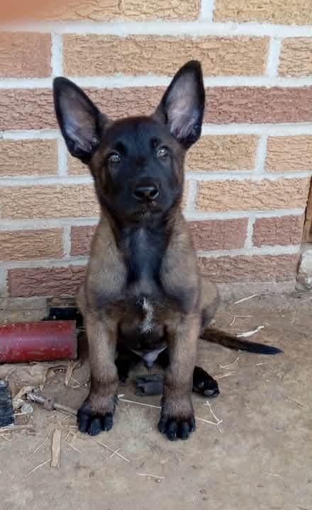The Rebel Ranch - Belgian Malinois Puppies in N.E. MS breeder image 5