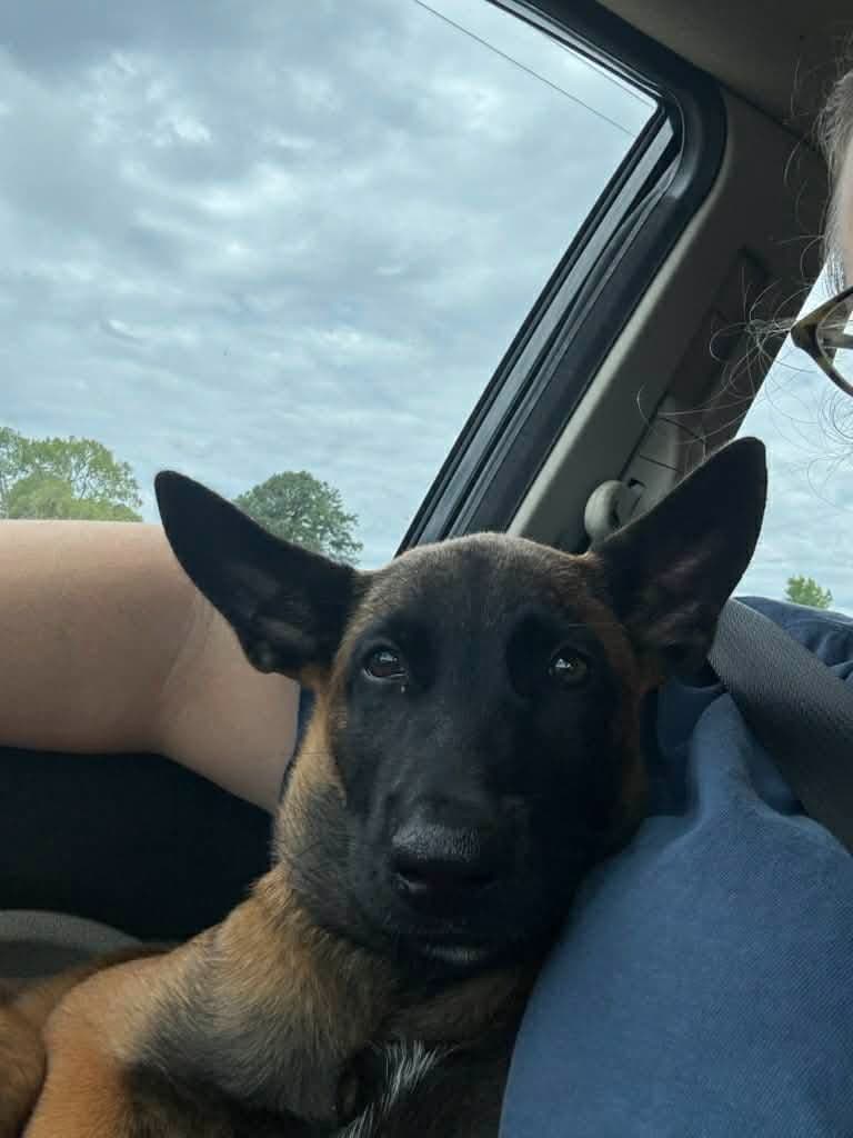 The Rebel Ranch - Belgian Malinois Puppies in N.E. MS breeder image 6