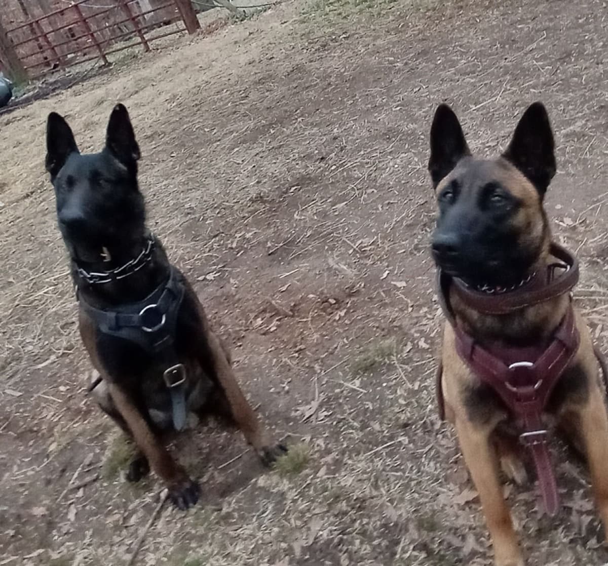 The Rebel Ranch - Belgian Malinois Puppies in N.E. MS breeder image 7