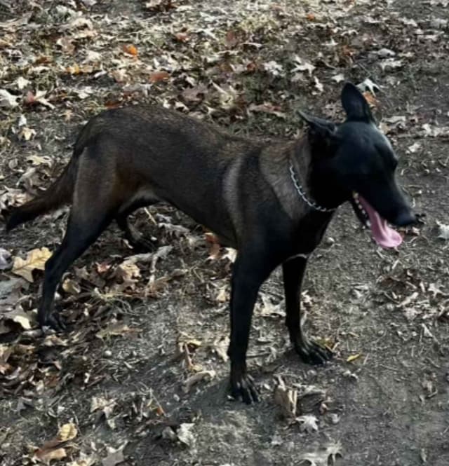 The Rebel Ranch - Belgian Malinois Puppies in N.E. MS media 16