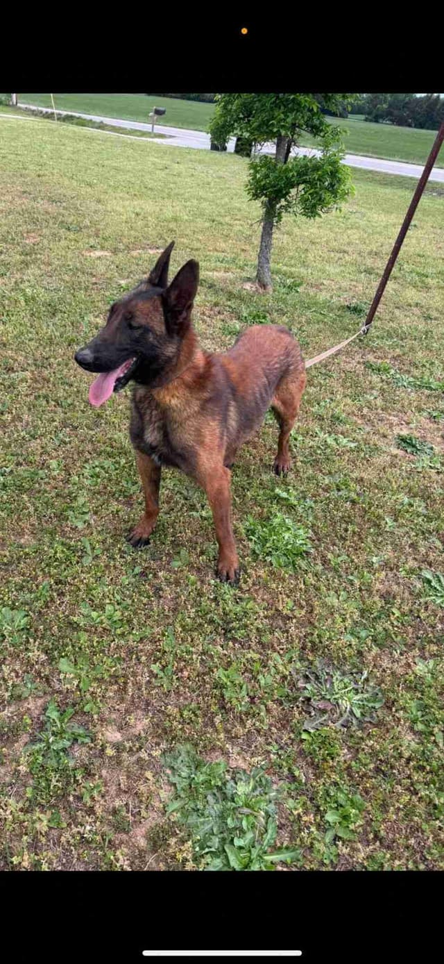 The Rebel Ranch - Belgian Malinois Puppies in N.E. MS media 15