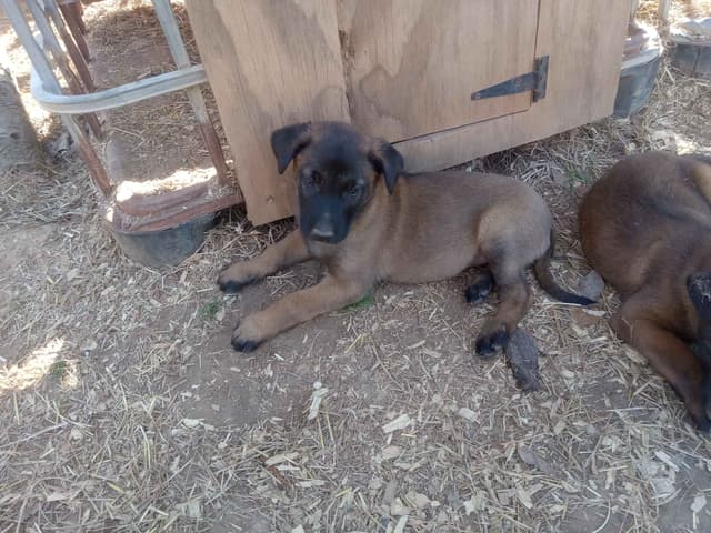 The Rebel Ranch - Belgian Malinois Puppies in N.E. MS media 5